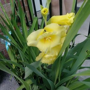 Meet your Posher, Deanna